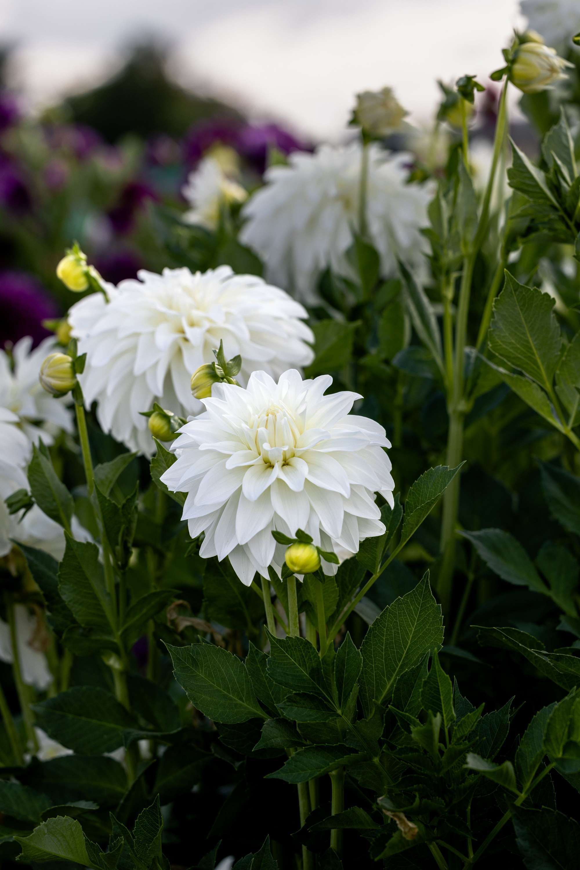 Dahlia 'Lady Liberty'